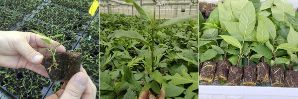 ULU plants to start adaptation and later ready rooted in Jiffy pot and ready for shipping