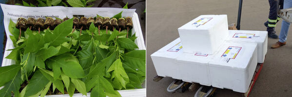 ULU Pflanzen in Styroportransportboxen fertig verpackt zum Versand nach Afrika