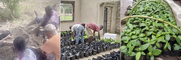 Nach der Vorbereitung der 2-Liter-Folientüten (mit Lochstanzung) werden die ULU eingepflanzt. Bild 3: Pflanzen nach ca. vier Wochen in Afrika. 